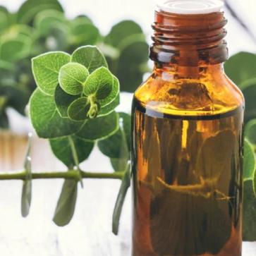 Eucalyptus Essential Oil